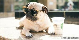 You Must See This Pug Do A Spot On Harry Styles Impression