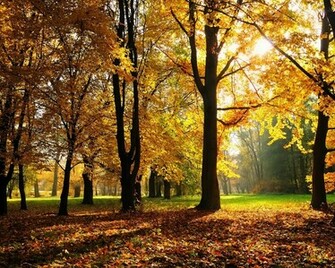 Sunny Autumn Desktop Wallpaper