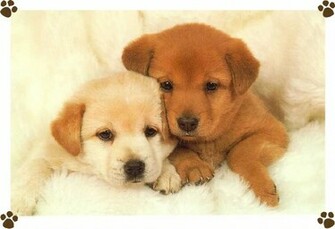 Puppies Wallpaper Desktop