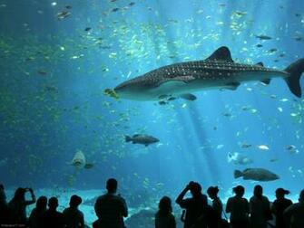 Aquarium Fish Wallpaper