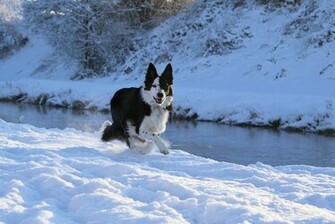 Border Collie Pets Dog Puppy Puppies Scotch Wallpaper