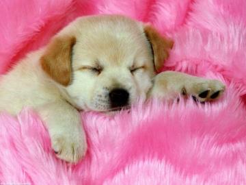 Cute Dog Wallpaper Enjpg