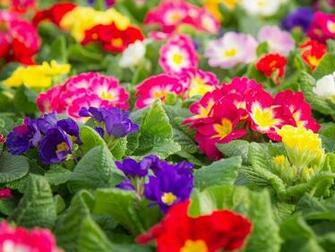 Primrose HD Wallpaper Background Image Id
