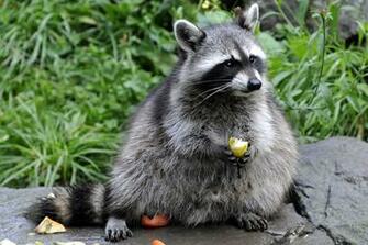 Raccoon Computer Wallpaper Desktop Background