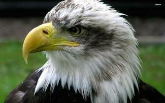 Eagle Amazing Full Screen Wallpaper High