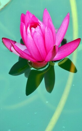 Lotus Flower HD Desktop Wallpaper Series Iii HDwallpaperbackground