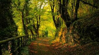 Green Mossy Path Wallpaper HD