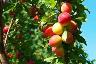 Wallpaper Trees Fruit Maturation Spring Desktop