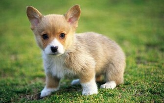 Cute Puppy Desktop Wallpaper HD Background