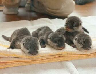 More Baby Otters Animal Zoo