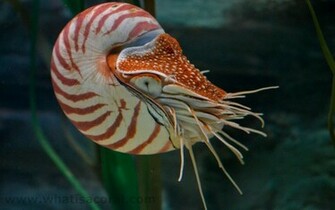 Wallpaper Nautilus Pompilius En Chambered De