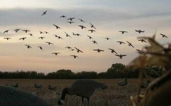 Goose Hunting Wallpaper Canada In