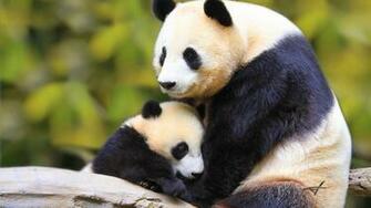 Pics Photos Cute Baby Animals HD Wallpaper