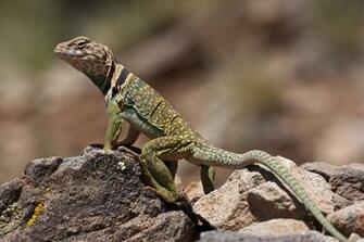 Collared Lizard Wallpaper Background