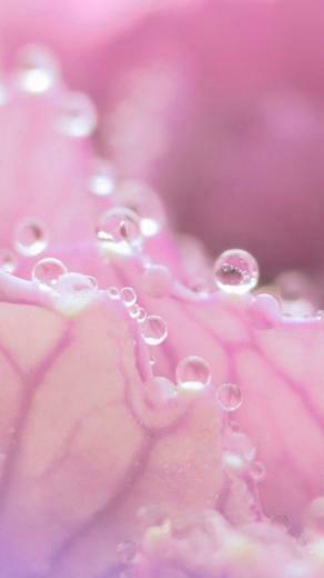 Pink Blisters Galaxy Note Wallpaper