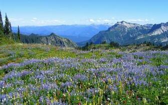 Spring Image Flowers By The Mountains In Springtime Wallpaper
