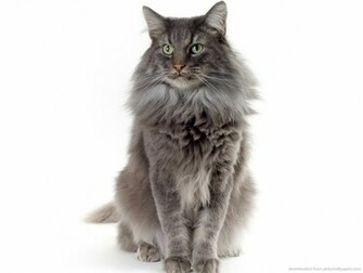 Furry Cat On White Background Wallpaper