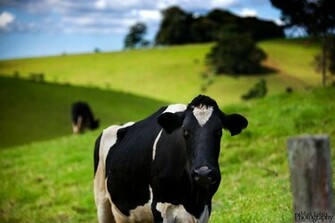 Cow Wallpaper High Definition Background