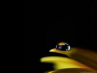 Yellow Flower On Black Background Wallpaper