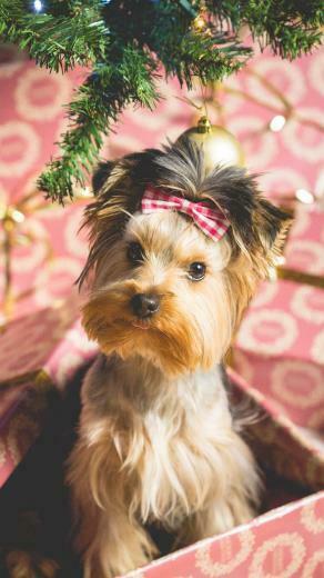 Cute Puppy Christmas Present iPhone Wallpaper I