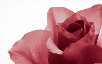 Pure 4k HD Desktop Wallpaper For Ultra Tv Tablet