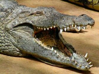 Wallpaper Db Crocodile Farm Background