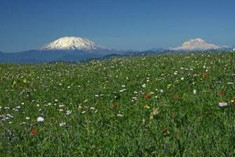 Mountain Wildflowers Mountains Wallpaper Desktop