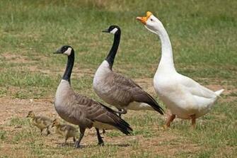 Goose Cool Image Wallpaper With Nice Canadian Geese Migration Snow