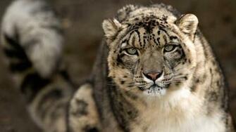 Leopard Wallpaper HD Pictures One Background