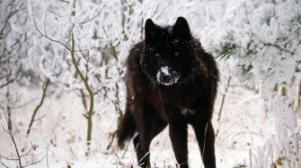 Wolf HD Desktop Wallpaper