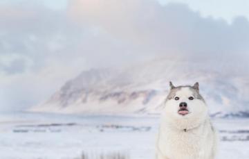 Wallpaper Beach Sea Ocean Dog Winter Clouds Mountain Snow