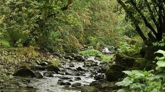 River In The Forest Wallpaper