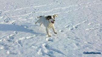 Snow Dog Wallpaper HD