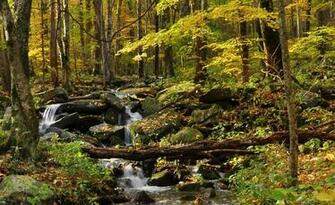 Forest Nature Scenes A Stream Through The