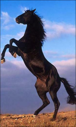 Horse Live Wallpaper Is The Lovely New You Simply Must Have