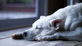 Dogo Argentino Wallpaper HD