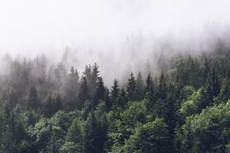 Cloudy Forest Wall Mural Wallpaper Purdue Ii Ideas