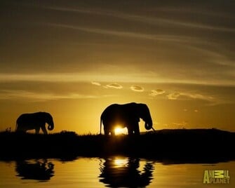 Animal Planet Wallpaper Elephant Sunset