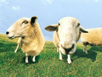 Farm Animals Wallpaper Image Photos Pictures And Background For