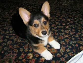 Because There Can Never Be Enough Corgis To Look At On The Internet