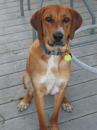 Best Redbone Coonhound Wallpaper Atl