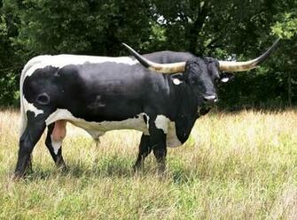 Longhorns Wallpaper Texas Longhorn