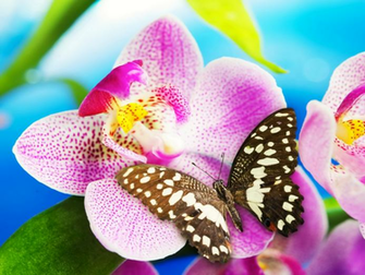 Butterfly Wallpaper