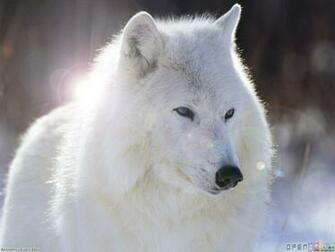 White Wolf Wallpaper Open Walls