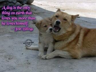 Funny Animals With Words Desktop Background Wallpaper