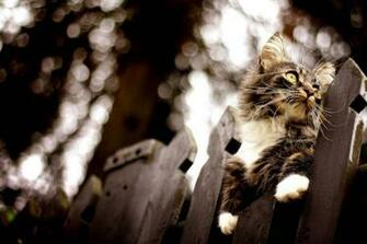 Pics Photos Maine Coon Cat Wallpaper