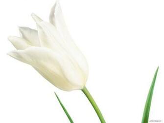 Flower Wallpaper White Flowers