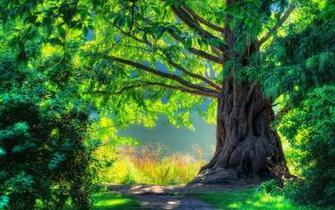 Forest Tree Green Spring Wallpaper