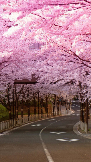 Japanese Pink Wallpaper