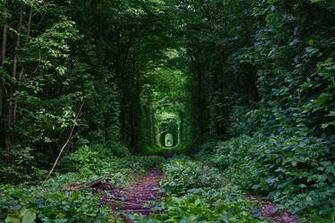 Tunnel Of Love In Ukraine
